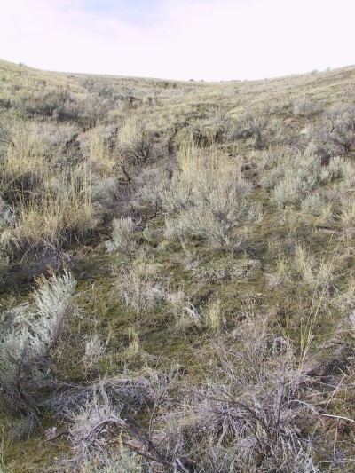 The Hill